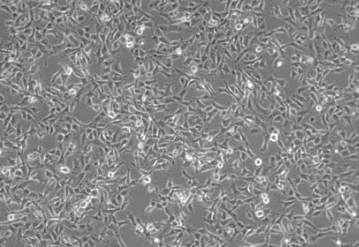 PromoCell Primary Cancer Culture System